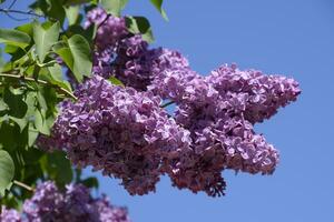 lilla fiori su il rami. bellissimo viola lilla fiori all'aperto. foto