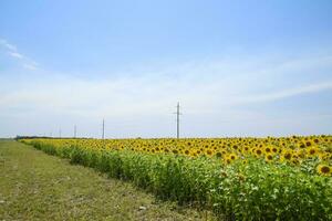 campo di fioritura girasoli. fioritura girasoli nel il campo. girasole campo su un' soleggiato giorno. foto