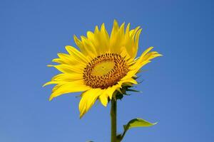 un' fioritura girasole contro un' blu cielo e sole. foto