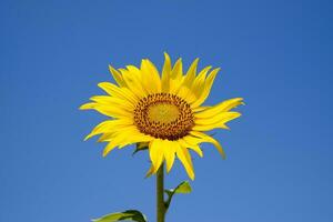 un' fioritura girasole contro un' blu cielo e sole. foto