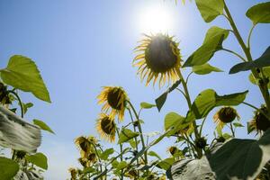 un' Visualizza a partire dal sotto su fioritura girasoli. girasole campo. foto