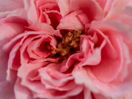 delicato Principessa meiko rosa pollini e petali come natura sfondo foto