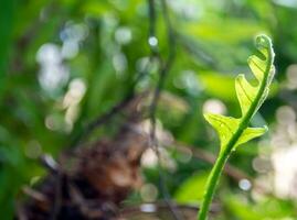Close-up freschezza foglie verdi di felce foglia di quercia su sfondo naturale foto
