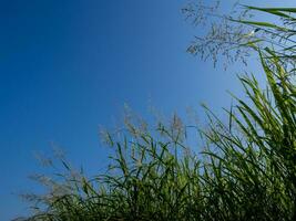 phragmites karka fiori di erba alla luce del sole e soffici nuvole nel cielo blu foto