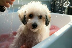 ai generato bichon frise mescolare gode terme giorno, essere lavato nel animale domestico salone foto