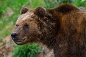 kamchatka Marrone orso, ursus arctos beringianus foto