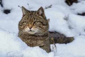 europeo selvaggio gatto, felis silvestris foto