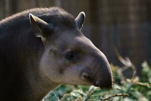 ritratto di Sud americano tapiro foto