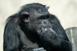 un' scimpanzé mangiare un' verdura. ritratto di il scimpanzé. foto
