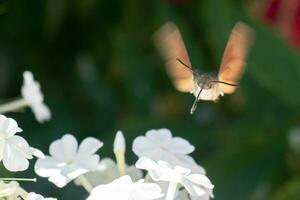 macroglosso stellatarum, colibrì Hawk-falena librarsi al di sopra di un' fiore foto