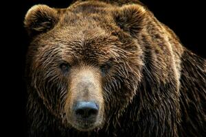 davanti Visualizza di Marrone orso isolato su nero sfondo. ritratto di kamchatka orso foto