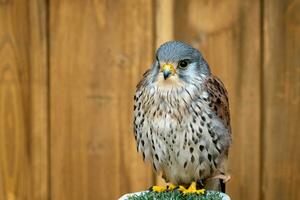 Comune gheppio, falco tinnuncolo uccello di preda ritratto foto