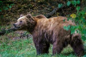 kamchatka Marrone orso nel il foresta, ursus arctos beringianus foto