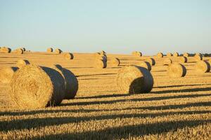 fieno balle su il campo dopo raccolto. agricolo campo. fieno balle nel d'oro campo paesaggio. foto