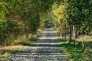 colorato alberi e rurale strada nel autunno foresta. autunno alberi. foto