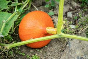 hokkaido zucca nel giardino. in crescita hokkaido zucca su un' verdura giardino. foto