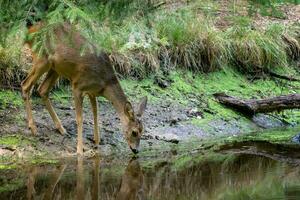 capriolo cervo nel foresta, capreolus capreolo. selvaggio capriolo cervo potabile acqua a partire dal il stagno foto