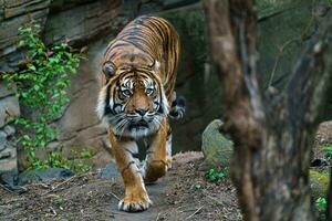 Sumatra tigre, panthera tigris sumatra foto