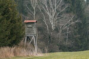 di legno attenzione Torre per a caccia nel il boschi e su prato foto