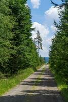 strada nel foresta. foresta sentiero. foto