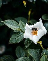 addormentato scarafaggio nel rosa fiore concetto foto. in crescita impianti nel giardino. foto