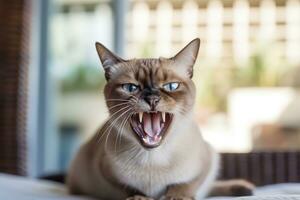 ai generato tailandese tonkinese gatto sibilo nel un' accogliente casa sfondo foto