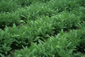 ai generato Stevia rebaudiana, dolce foglia zucchero sostituto isolato su campo sfondo. neurale Rete ai generato foto