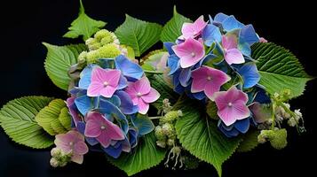 ai generato blu e rosa ortensia fiori con verde le foglie su nero sfondo. foto
