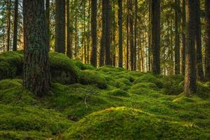 pino elfico e bosco di abeti con muschio verde che copre il pavimento foto