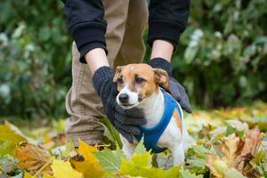 Jack russell per un' camminare nel il parco foto