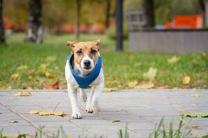 Jack russell per un' camminare nel il parco foto