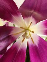 tulipano fiore. tulipano fiore vicino su. floreale sfondo per postale foto