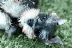 piccolo cucciolo di cane schnauzer in miniatura foto