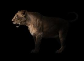 leone femmina che cammina in uno sfondo scuro foto