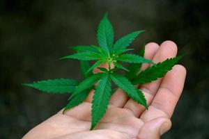 mano che tiene le foglie di marijuana foto