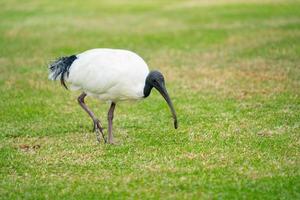 ibis bianco australiano foto