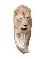 leone femmina che cammina isolato su sfondo bianco