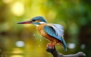 ai generato il Comune martin pescatore zone umide uccello colorato piume a partire dal diverso uccelli. generativo ai foto