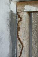 un' gruppo di termiti quello avere iniziato attaccare il di legno finestre di il Casa foto