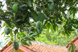 giovane Mango frutta ancora su il albero isolato su bianca cielo sfondo foto