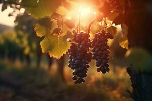 ai generato mazzo di uva nel il giardino a tramonto. neurale Rete ai generato foto