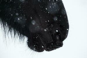 narici di frisone cavallo e fiocco di neve foto