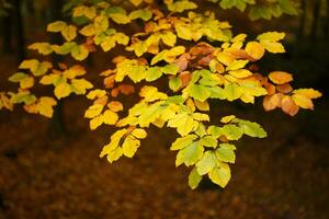 raccolta di bellissime foglie autunnali colorate foto