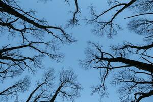 albero sagome e cielo a tramonto foto