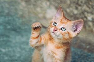 ritratto di un' rosso gattino nel il giardino. soriano divertente rosso gattino con verde occhi e con grande orecchie. animale bambino tema foto