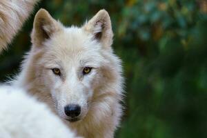 artico lupo, canis lupus arctos, anche conosciuto come il bianca lupo o polare lupo foto