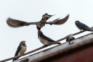 adulto ingoiare feed un' giovane uccellino ingoiare su tetto. foto