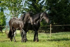 frisone cavallo cavalla con puledro foto