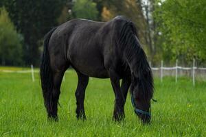 frisone cavallo pascolo nel il prato foto