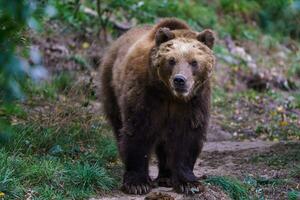 kamchatka Marrone orso nel il foresta, ursus arctos beringianus foto